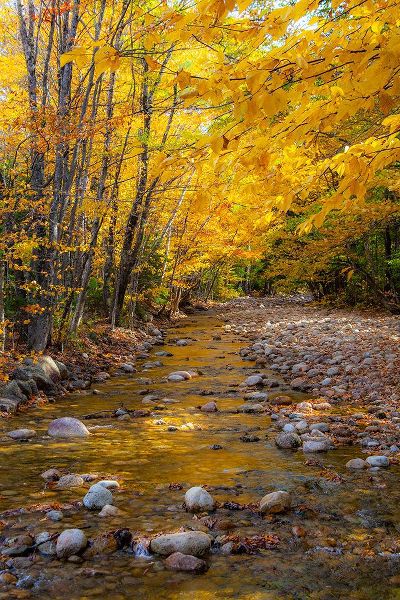 Gulin, Sylvia 아티스트의 USA-New Hampshire-White Mountains National Forest-Highway 112-Small stream Fall colors of White Bir작품입니다.